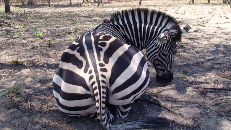 Afrika-Zebra