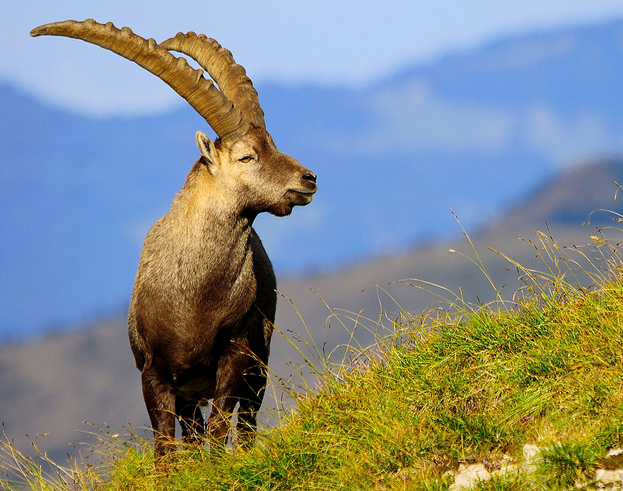 steinbock_bg-mobile