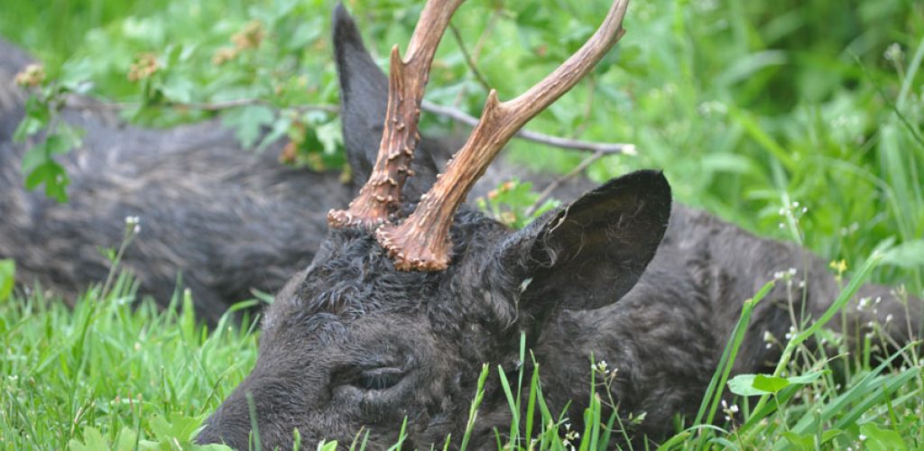 Eine erfolgreiche Blattjagd in den Morgenstunden auf den schwarzen Bock