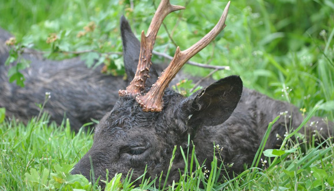 Eine erfolgreiche Blattjagd in den Morgenstunden auf den schwarzen Bock